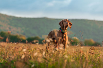 Beautiful male hungarian vizsla hunting dog outdoors portrait. hunting dog stalking prey.