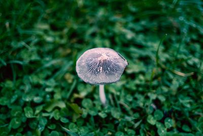 Close-up of fly agaric mushroom