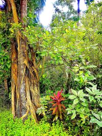 Trees and plants growing on field