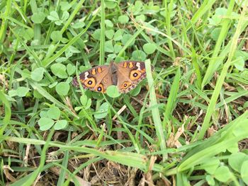 Close-up of butterfly on plant in field