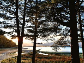 Trees by lake against sky during sunset