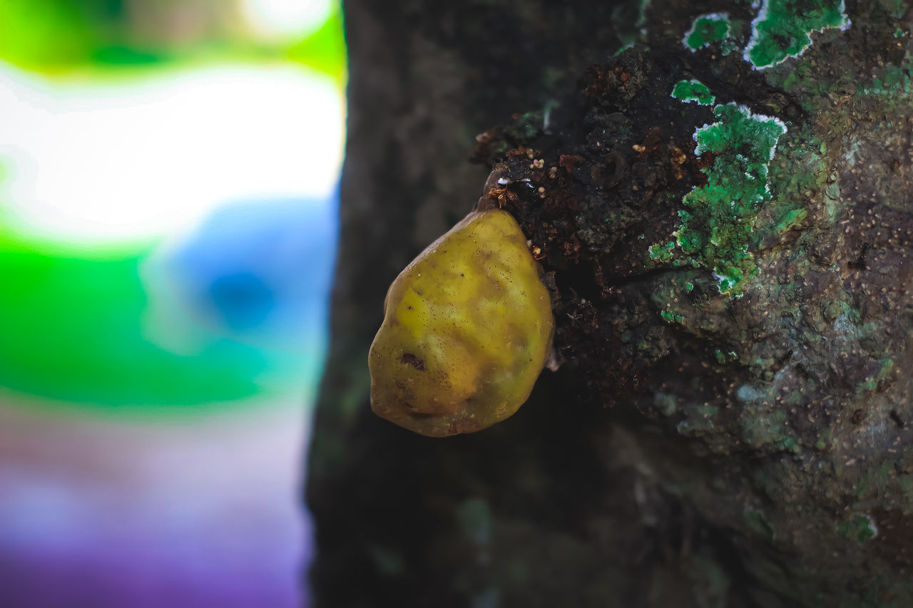 green, macro photography, leaf, nature, tree, tree trunk, trunk, yellow, plant, close-up, no people, outdoors, day, focus on foreground, fruit, animal, food, selective focus, animal themes, food and drink, land