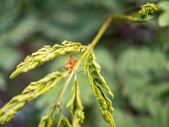 Close-up of insect on plant