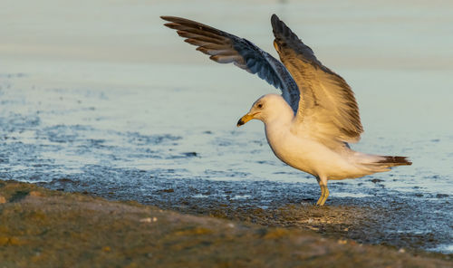 Close-up of bird flying over sea