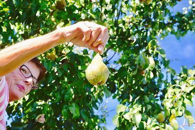 Man holding fruit growing on tree