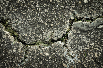 Full frame shot of lichen on rock