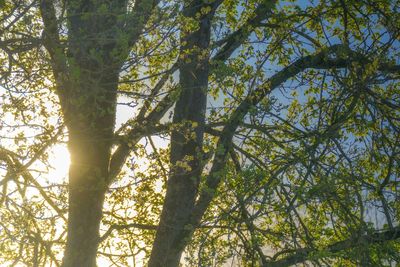 Low angle view of tree against sky