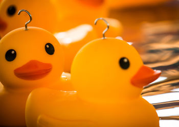 Close-up of animal representation