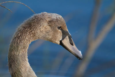 Close-up of swan swimming in lake