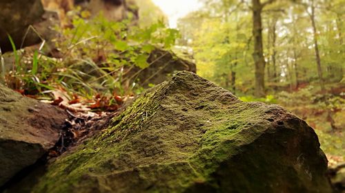 Close-up of moss on tree trunk