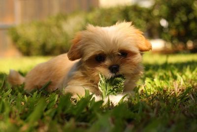 Portrait of puppy on field