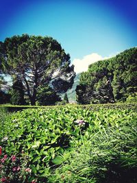 Plants growing in field against clear sky
