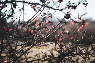 Red berries on tree branch during winter