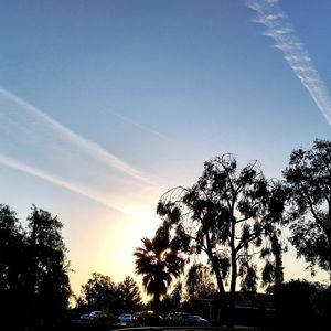 Low angle view of trees against blue sky