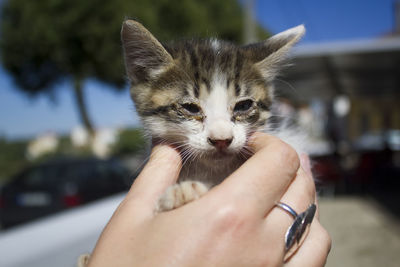 Close-up of hand holding kitten 