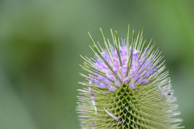 Close-up of thistle flower