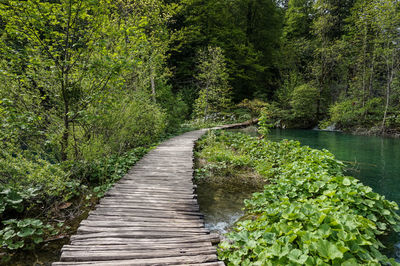 Footpath amidst trees in forest