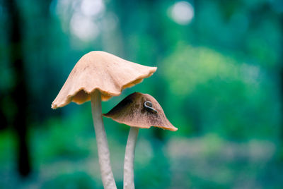 Close-up of worm on mushroom