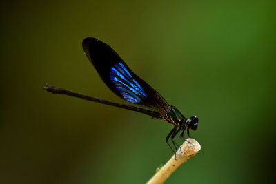 Close-up of an insect