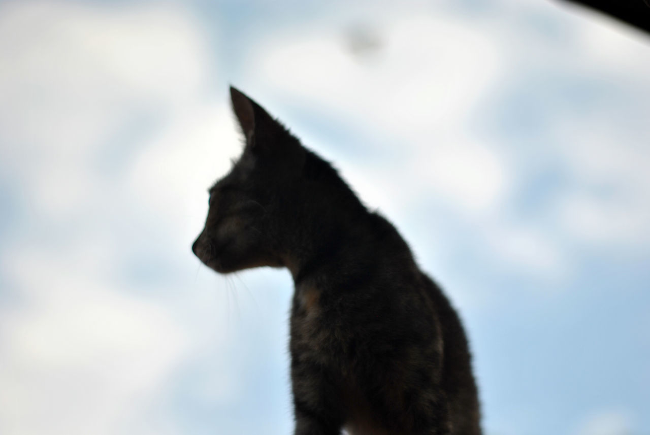 BLACK CAT LOOKING AWAY AGAINST SKY