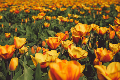 Close-up of orange flowers blooming during autumn