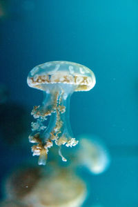 Close-up of jellyfish swimming in sea