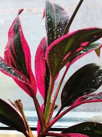 Close-up of raindrops on pink flowering plant