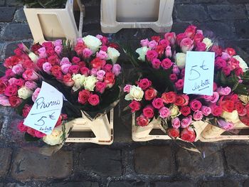 Close-up of pink flowers