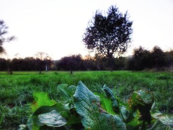 Trees on field against clear sky