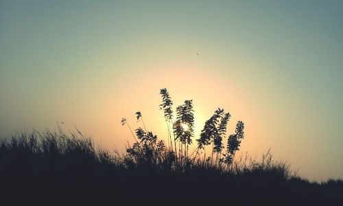 Close-up of silhouette plants against sky during sunset