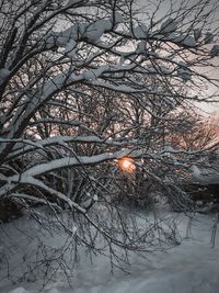 Bare trees on snow covered land