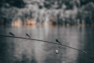 View of birds perching on a lake