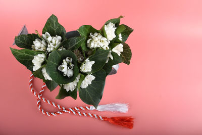 Close-up of rose plant against red background