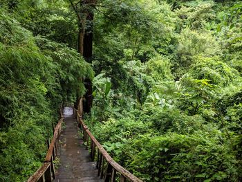 Rear view of man walking on footbridge in forest
