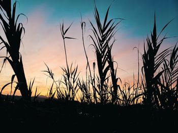 Close-up of silhouette plants on field against sunset sky