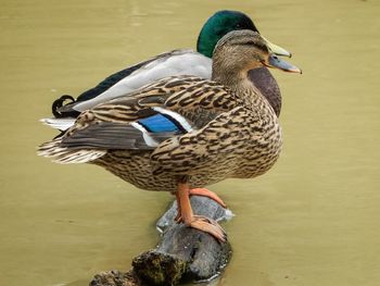 Close-up of bird