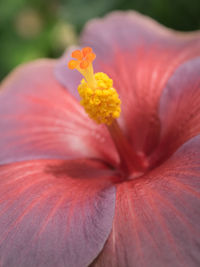 Close-up of pink flower