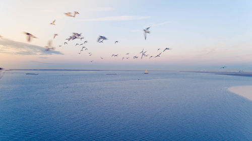 Flock of birds flying over sea against sky