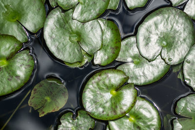 High angle view of water lily