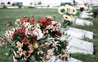 Close-up of flowers against blurred background