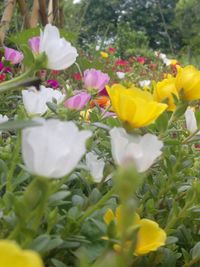 Close-up of yellow flowers blooming outdoors