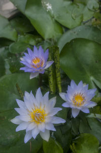 Close-up of lotus water lily in pond