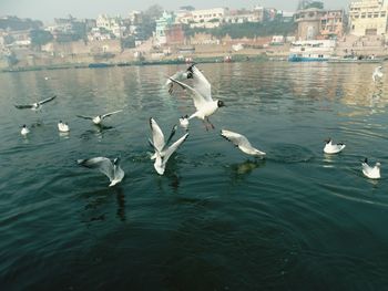 Seagulls flying over lake