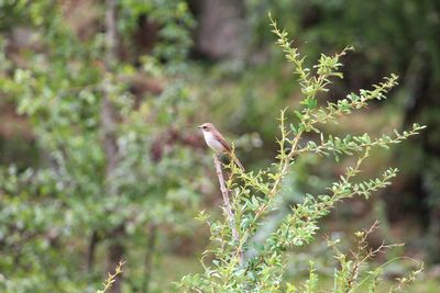 Bird perching on a tree
