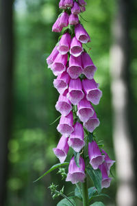 Close-up of pink flowering plant