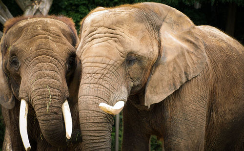 Close-up of elephants standing together