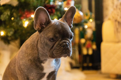 Close-up of a dog looking away