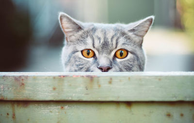 Close-up portrait of cat