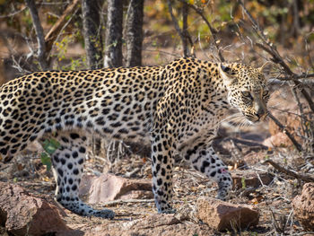 Portrait of leopard against trees in forest