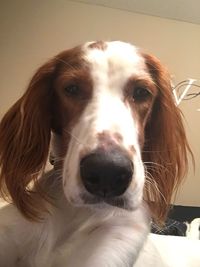 Close-up portrait of a dog